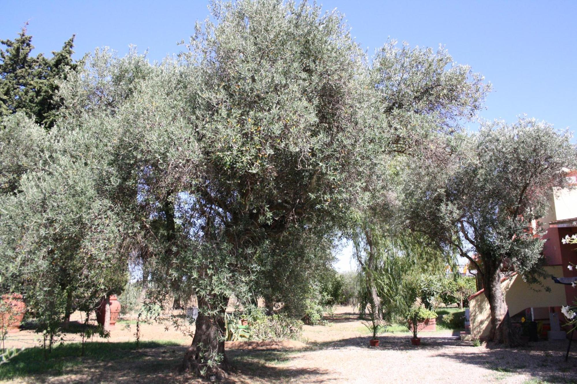 شقة Casa L' Antico Ulivo إيغليزياس المظهر الخارجي الصورة