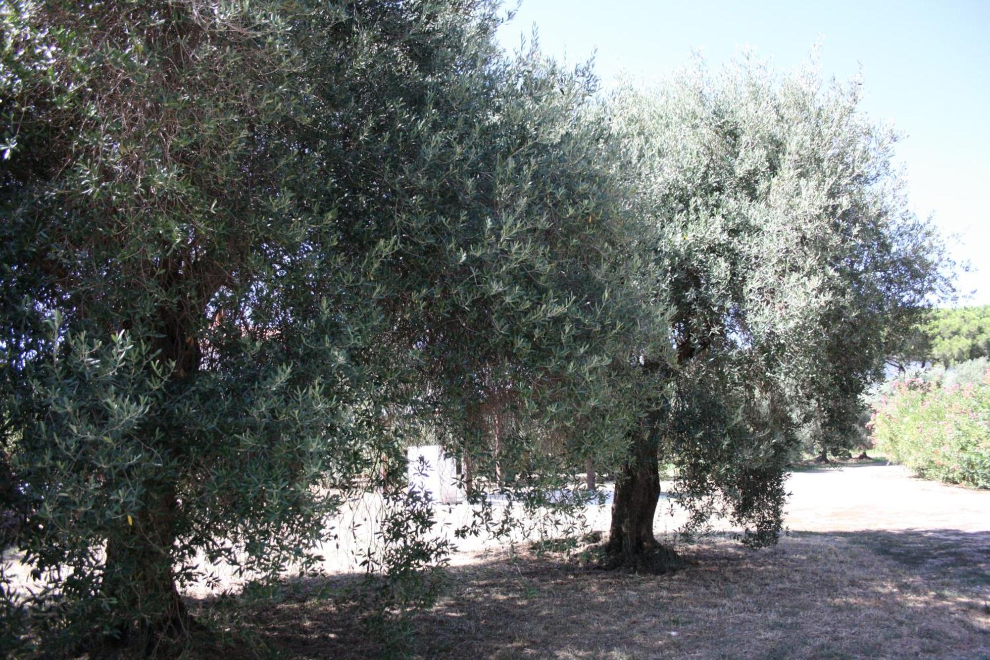 شقة Casa L' Antico Ulivo إيغليزياس المظهر الخارجي الصورة