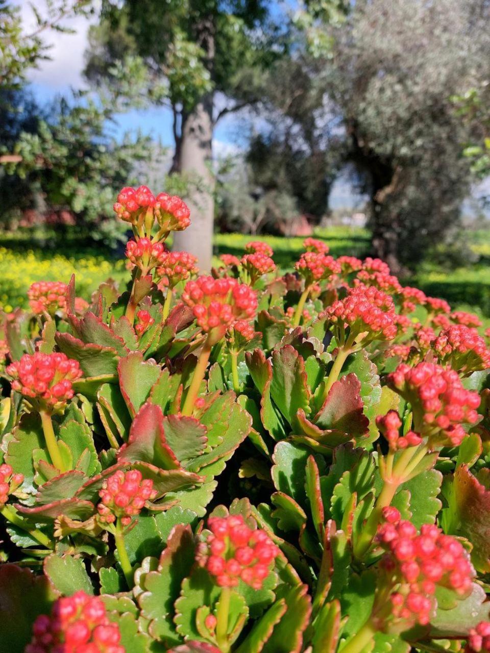 شقة Casa L' Antico Ulivo إيغليزياس المظهر الخارجي الصورة